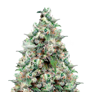 Photo of NYC Diesel Feminized Seeds