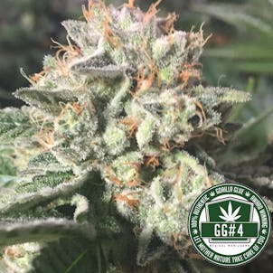 Photo of GG4 (fka Gorilla Glue #4) / Original Glue