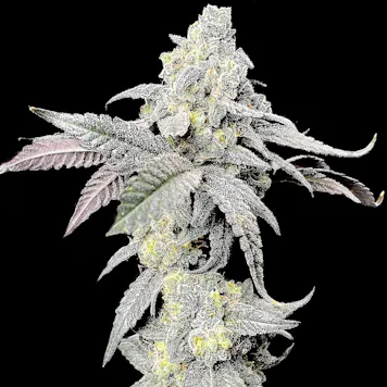 Photo of Purple Cherry Ripple (Hybrid)