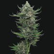 Product image for All Gas OG Feminized Cannabis Seeds