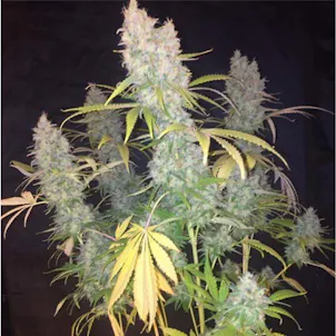 Photo of Big Bud Auto Feminized Cannabis Seeds
