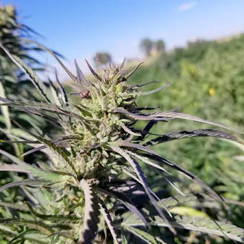 Photo of T1 Trump CBD Feminized Hemp Seeds