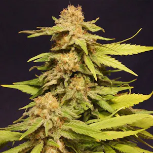 Photo of Grape Ape Feminized