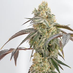 Photo of Oreoz - Indica Hybrid