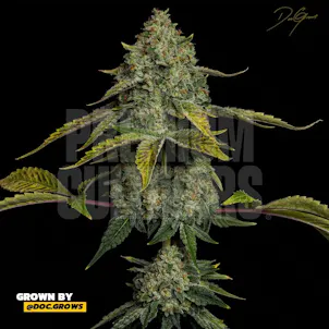 Photo of Yellow Zushi