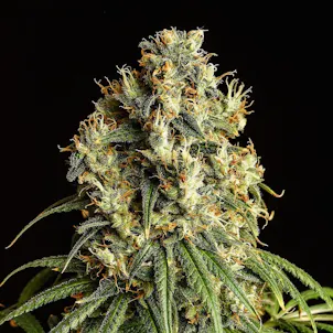 Photo of Mimosa Dream