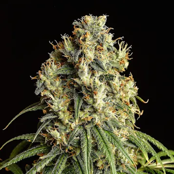 Photo of Mimosa Dream