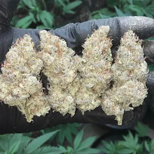 Photo of Storm Trooper OG