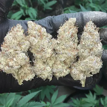 Photo of Storm Trooper OG