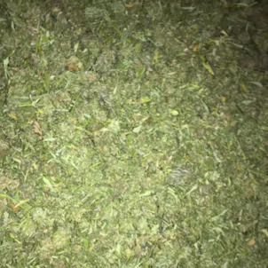 Photo of Wholesale Hand Shucked CBD Hemp Biomass lbs for Sale