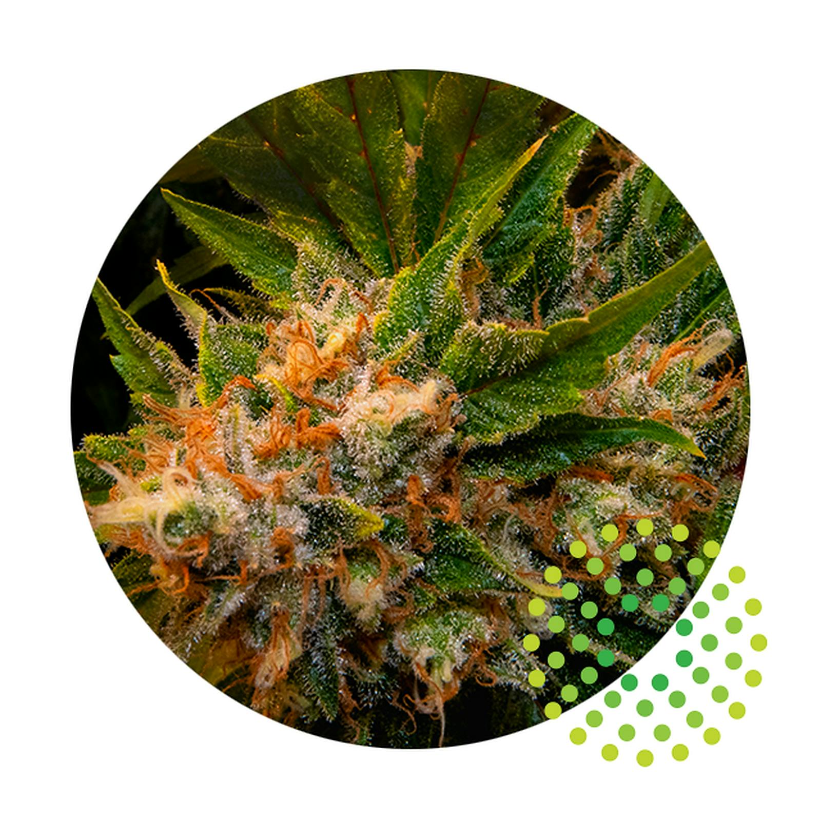 Banana Crush Strain Trulieve - xn1kbfl
