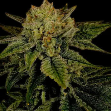 Photo of Durban Poison Autoflower