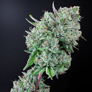 Photo of 3C Kushushima OG