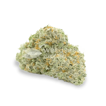 Photo of Amnesia Haze Autoflower Seeds