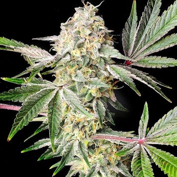 Photo of Sour Cherry Candy