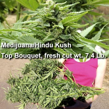 Photo of The Flower-Initiator & Accelerator - FAR Red 730nm. We use true 730nm diodes, not a mixture.