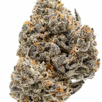 Photo of Biscotti Seeds - Autoflower
