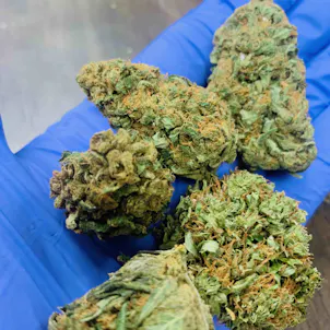 Photo of Forbidden Fruit Premium Indoor CBD Hemp Flower