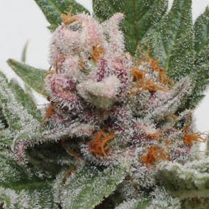 Photo of Jackpot Flower