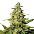 Product image for Night Nurse Feminized