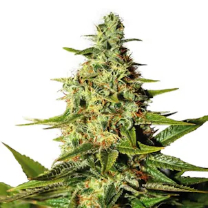 Photo of Night Nurse Feminized