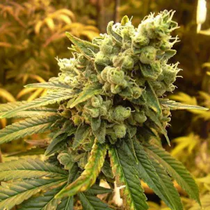 Photo of Sour Diesel feminized seeds x5