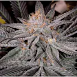 Product image for Grape Ape Feminized Cannabis Seeds