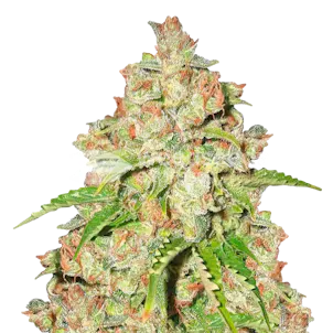 Photo of Agent Orange Feminized Seeds