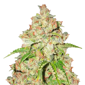 Photo of Agent Orange Feminized Seeds