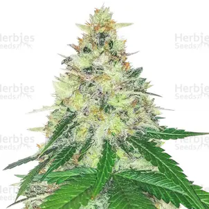 Photo of Apple Betty