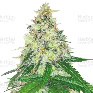 Photo of Apple Betty