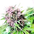 Product image for Rainbow Kush Feminized