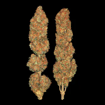Photo of CALIFORNIAN GOLD