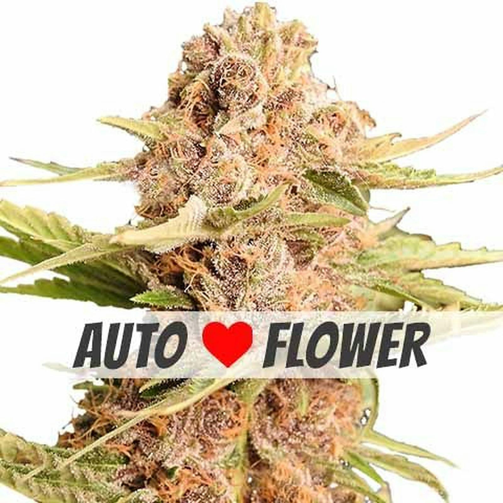 I Love Growing Marijuana Girl Scout Cookies Extreme Autoflower Leafly