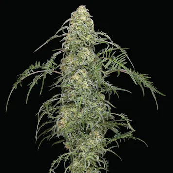 Photo of Freakshow Feminized Seeds 10-pack