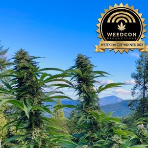 Photo of Crème de Luna Kief Infused Preroll 5- Pack 5g - Sunrise Mountain Farms