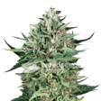 Product image for Cherry AK Feminized Seeds