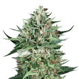 Cherry AK Feminized Seeds