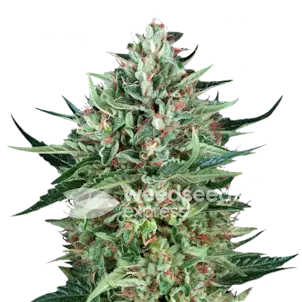 Photo of Cherry AK Feminized Seeds