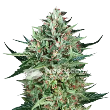 Photo of Cherry AK Feminized Seeds