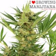 Product image for AK-47 (fem) seeds
