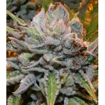 Photo of Black Gold Cannabis Seeds Feminized