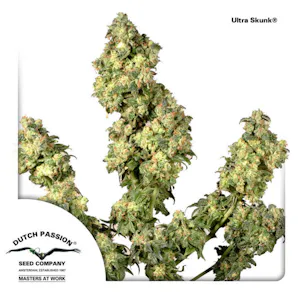 Photo of Ultra Skunk