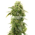 Banana Kush Feminized