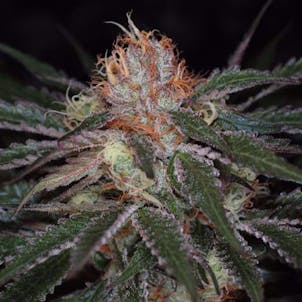 Photo of The Void AKA Purple Apollo 13 (Apollo-13 x Querkle)