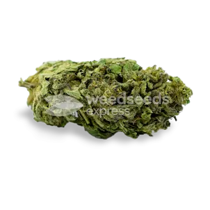 Photo of Platinum Cookies Feminized Seeds