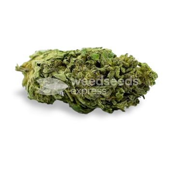 Photo of Platinum Cookies Feminized Seeds