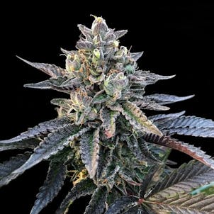 Photo of Gelato Sorbet Feminized Cannabis Seeds