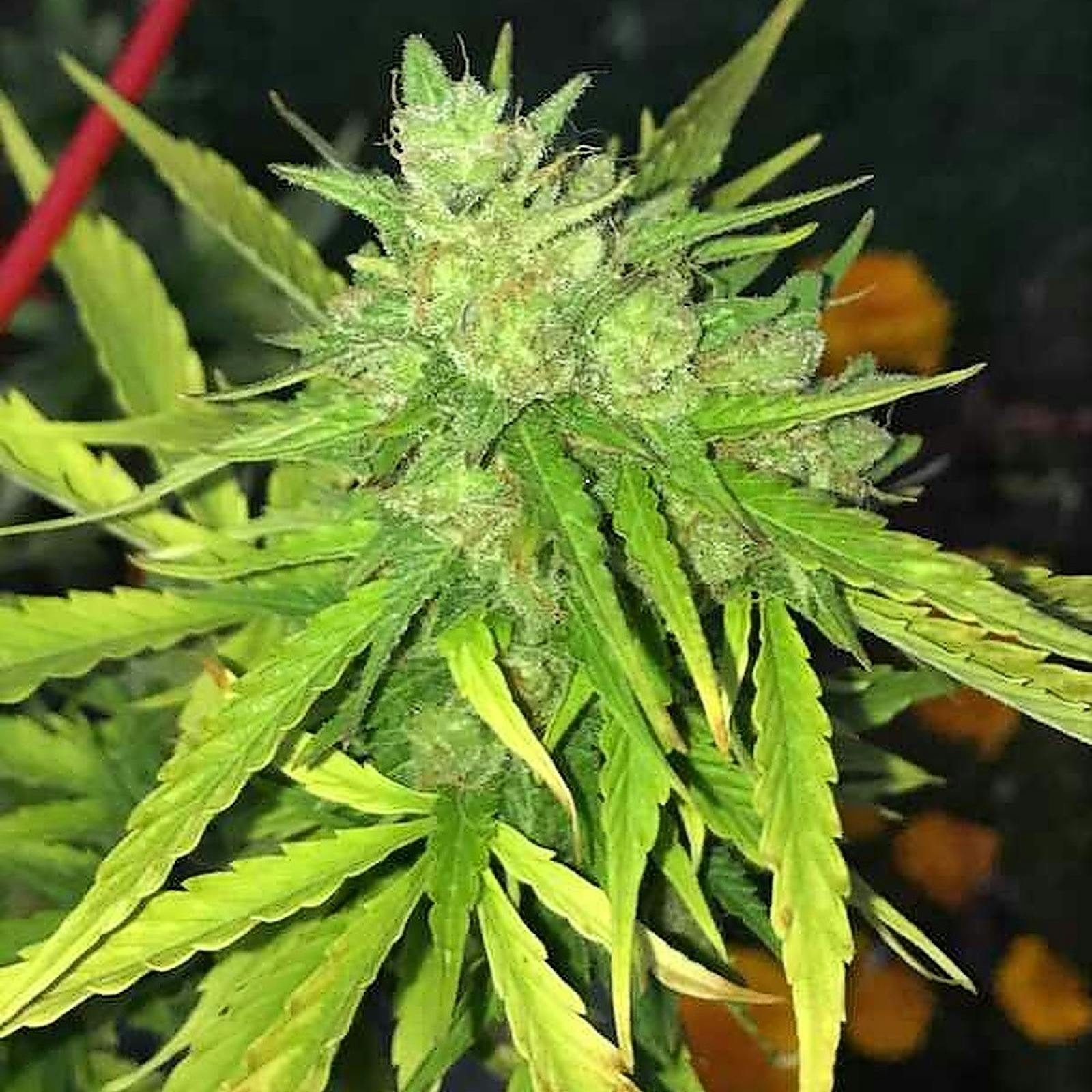 Eus/Devils Lettuce Strain Leafly.Html - r7gw8eu