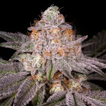 Photo of GMO Rootbeer